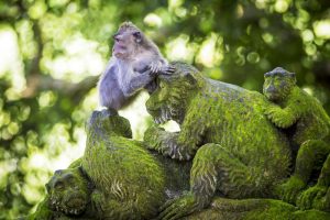 Monkey forest Ubud